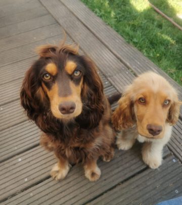 English Cocker Spaniel vom Havelbogen - Brandy