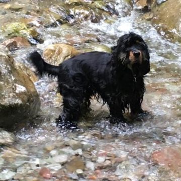 English Cocker Spaniel vom Havelbogen - Boomer