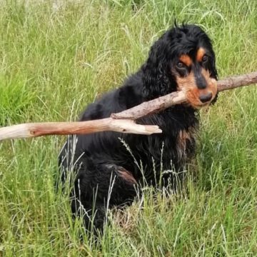 English Cocker Spaniel vom Havelbogen - Boomer