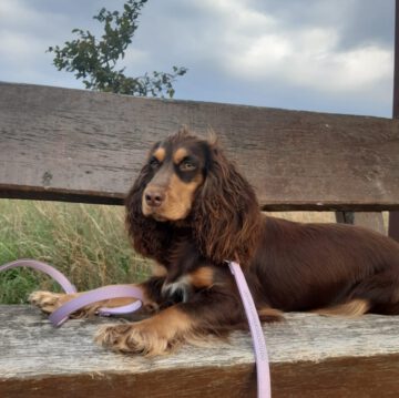 English Cocker Spaniel vom Havelbogen - Bambi