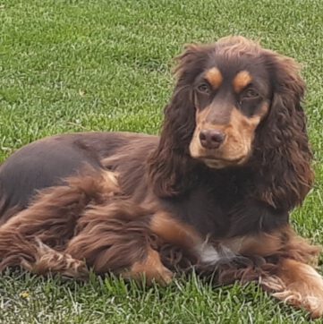 English Cocker Spaniel vom Havelbogen - Bambi