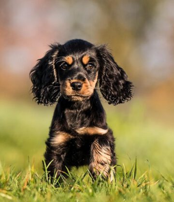 Bluebell English Cocker Spaniel vom Havelbogen schwarz loh