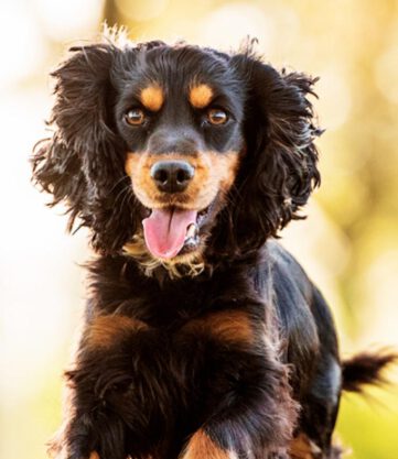 Bluebell English Cocker Spaniel vom Havelbogen schwarz loh