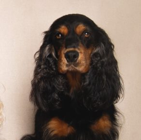 Akasha English Cocker Spaniel vom Havelbogen