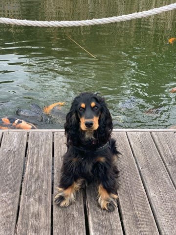 English Cocker Spaniel vom Havelbogen - Baila