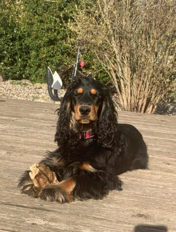 English Cocker Spaniel vom Havelbogen - Baila