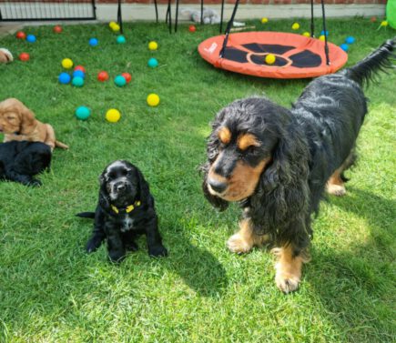 Im Garten - English Cocker Spaniel vom Havelbogen