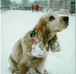 Cora vom Heideriegel