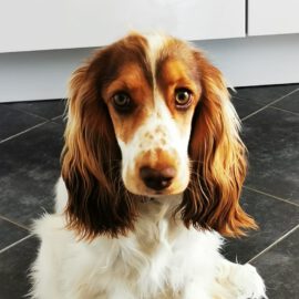 Eleni - English Cocker Spaniel vom Havelbogen - E-Wurf